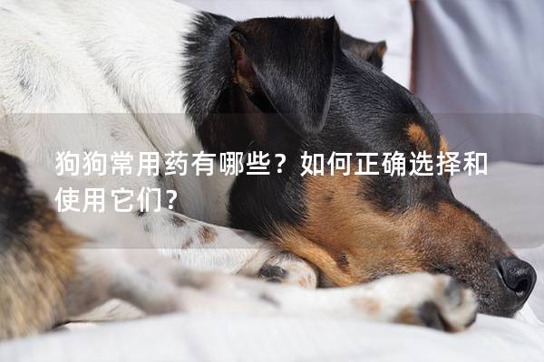 狗狗常用药有哪些？如何正确选择和使用它们？