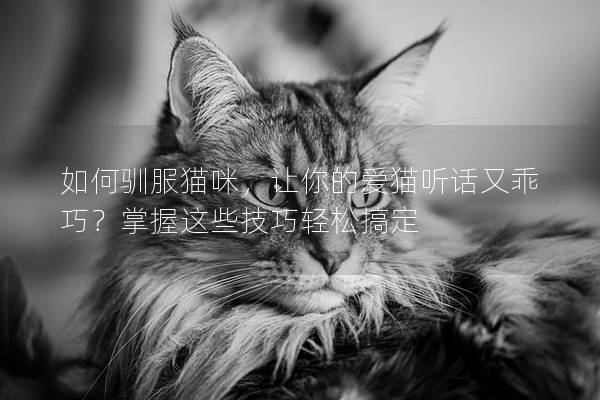 如何驯服猫咪，让你的爱猫听话又乖巧？掌握这些技巧轻松搞定