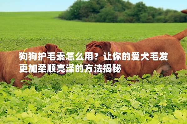 狗狗护毛素怎么用？让你的爱犬毛发更加柔顺亮泽的方法揭秘