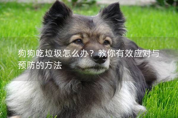 狗狗吃垃圾怎么办？教你有效应对与预防的方法