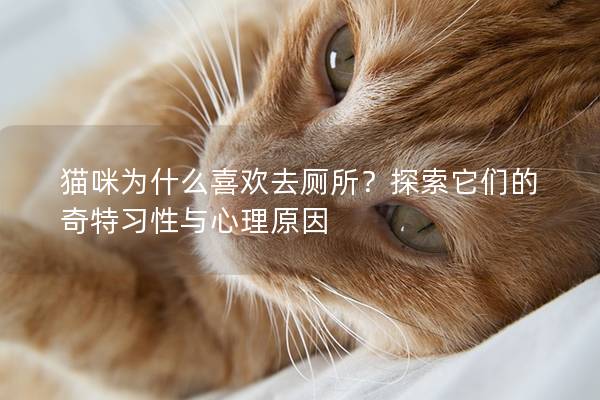 猫咪为什么喜欢去厕所？探索它们的奇特习性与心理原因