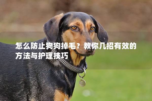 怎么防止狗狗掉毛？教你几招有效的方法与护理技巧