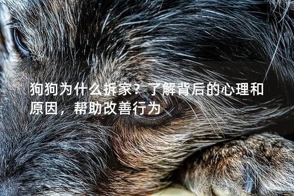 狗狗为什么拆家？了解背后的心理和原因，帮助改善行为