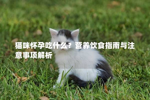猫咪怀孕吃什么？营养饮食指南与注意事项解析