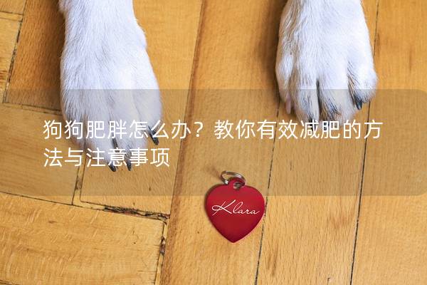 狗狗肥胖怎么办？教你有效减肥的方法与注意事项