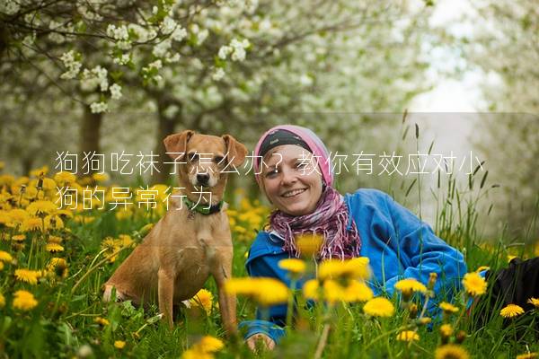 狗狗吃袜子怎么办？教你有效应对小狗的异常行为