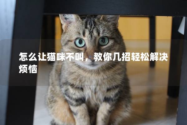 怎么让猫咪不叫，教你几招轻松解决烦恼
