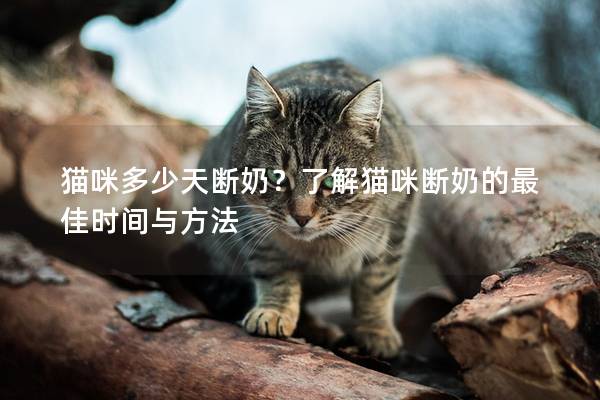 猫咪多少天断奶？了解猫咪断奶的最佳时间与方法