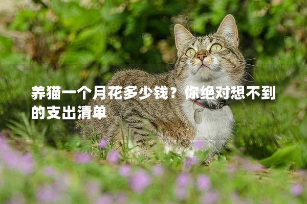养猫一个月花多少钱？你绝对想不到的支出清单