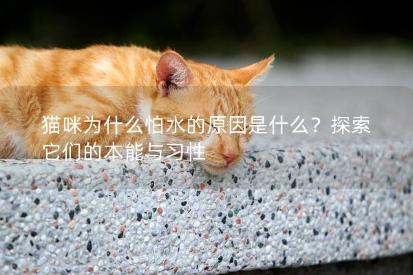 猫咪为什么怕水的原因是什么？探索它们的本能与习性