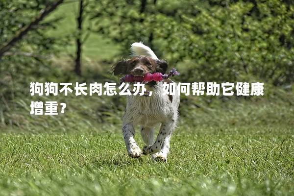 狗狗不长肉怎么办，如何帮助它健康增重？