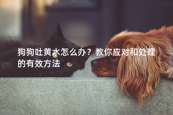 狗狗吐黄水怎么办？教你应对和处理的有效方法