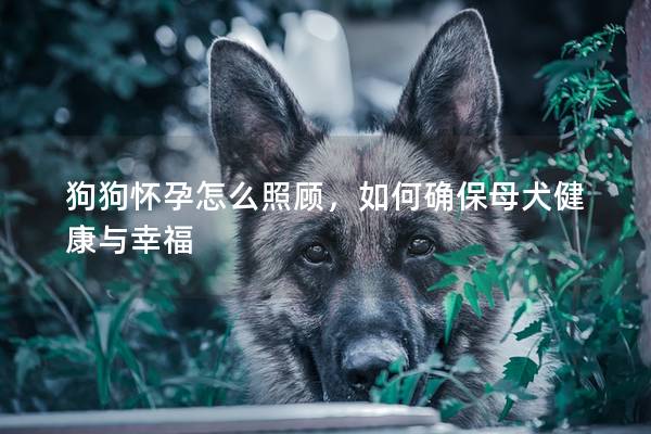 狗狗怀孕怎么照顾，如何确保母犬健康与幸福