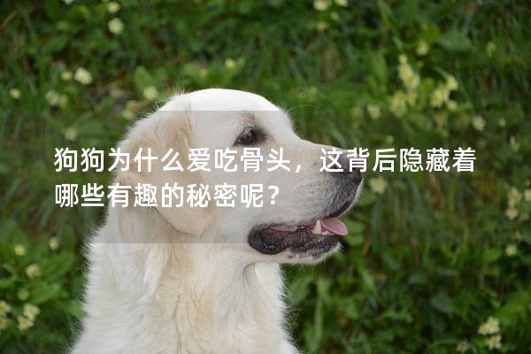 狗狗为什么爱吃骨头，这背后隐藏着哪些有趣的秘密呢？