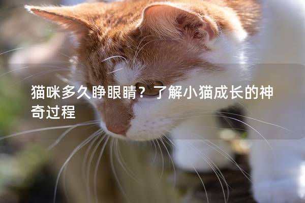 猫咪多久睁眼睛？了解小猫成长的神奇过程