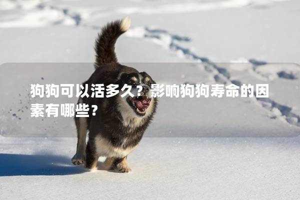 狗狗可以活多久？影响狗狗寿命的因素有哪些？