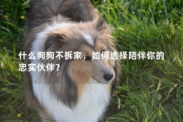 什么狗狗不拆家，如何选择陪伴你的忠实伙伴？