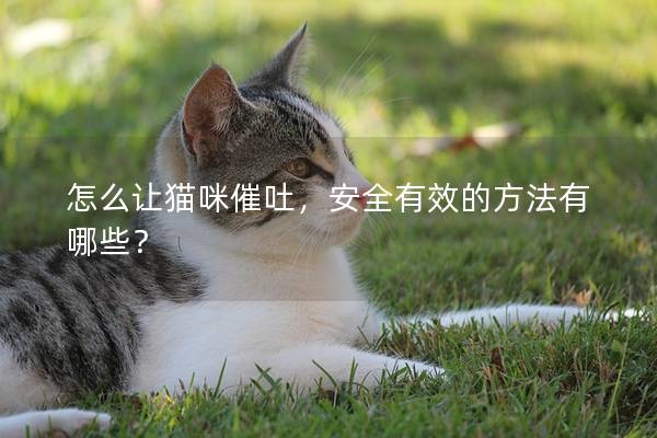 怎么让猫咪催吐，安全有效的方法有哪些？