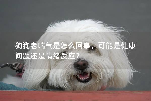 狗狗老喘气是怎么回事，可能是健康问题还是情绪反应？