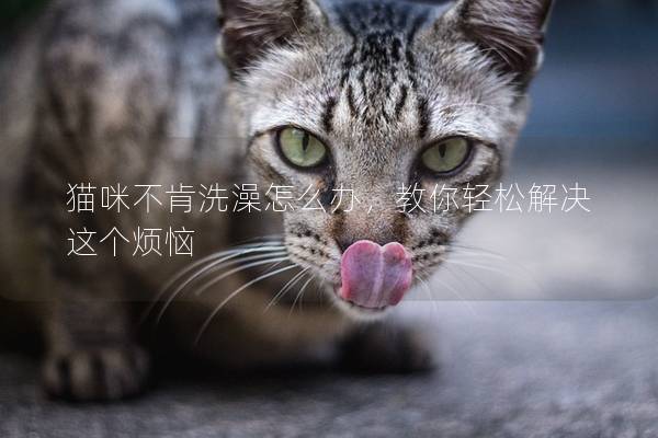 猫咪不肯洗澡怎么办，教你轻松解决这个烦恼