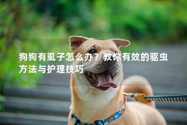 狗狗有虱子怎么办？教你有效的驱虫方法与护理技巧