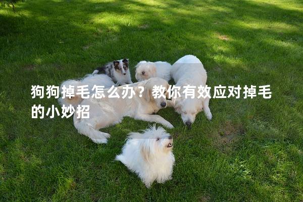 狗狗掉毛怎么办?教你有效应对掉毛的小妙招 狗狗掉毛怎么办?教你有效应对掉毛的小妙招