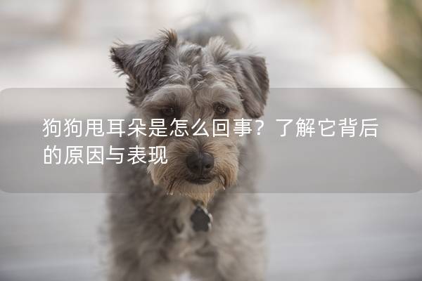 狗狗甩耳朵是怎么回事？了解它背后的原因与表现