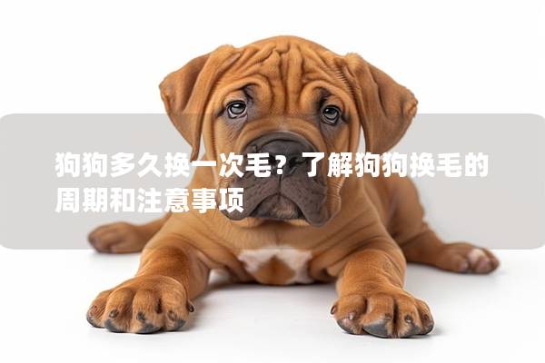 狗狗多久换一次毛?了解狗狗换毛的周期和注意事项 狗狗多久换一次毛?了解狗狗换毛的周期和注意事项