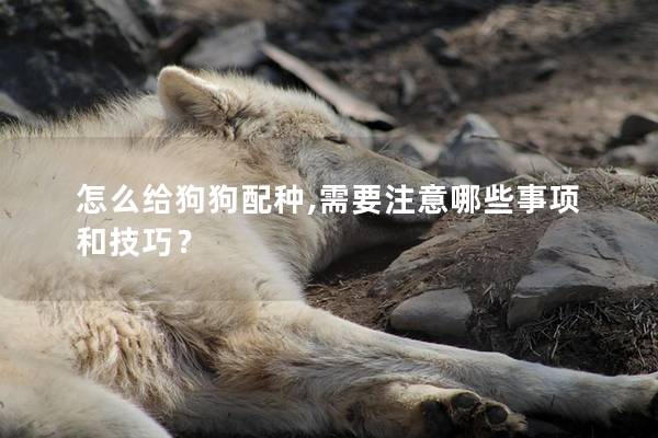 怎么给狗狗配种,需要注意哪些事项和技巧？