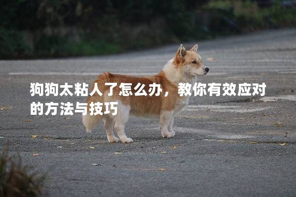 狗狗太粘人了怎么办,教你有效应对的方法与技巧 狗狗太粘人了怎么办,教你有效应对的方法与技巧