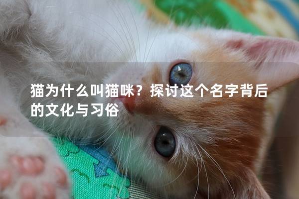 猫为什么叫猫咪？探讨这个名字背后的文化与习俗