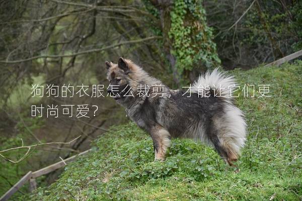 狗狗的衣服怎么裁剪，才能让它们更时尚可爱？
