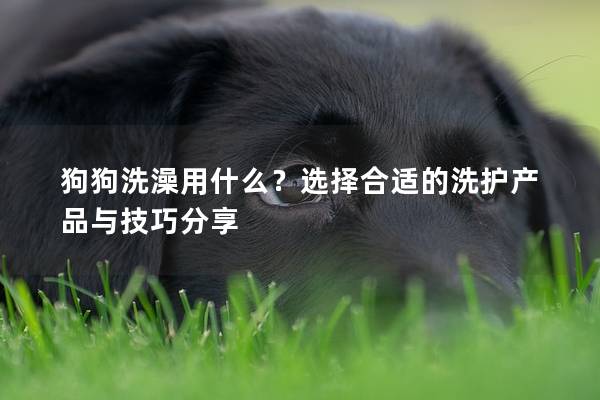 狗狗洗澡用什么？选择合适的洗护产品与技巧分享
