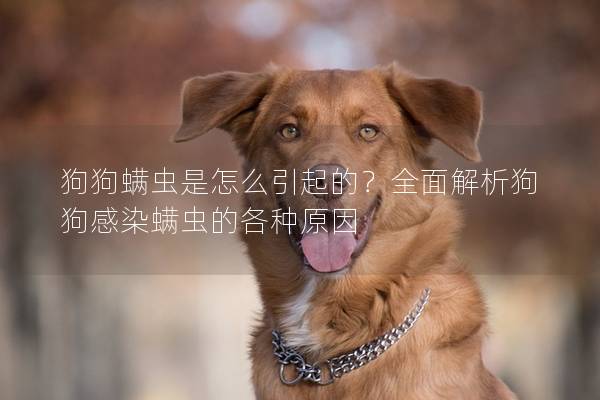 狗狗螨虫是怎么引起的？全面解析狗狗感染螨虫的各种原因