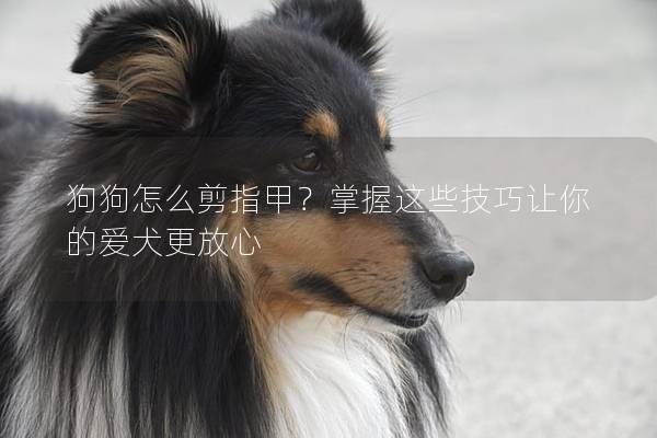 狗狗怎么剪指甲？掌握这些技巧让你的爱犬更放心