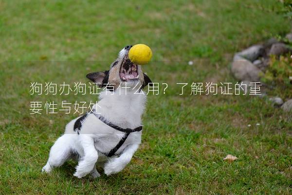 狗狗办狗证有什么用？了解狗证的重要性与好处