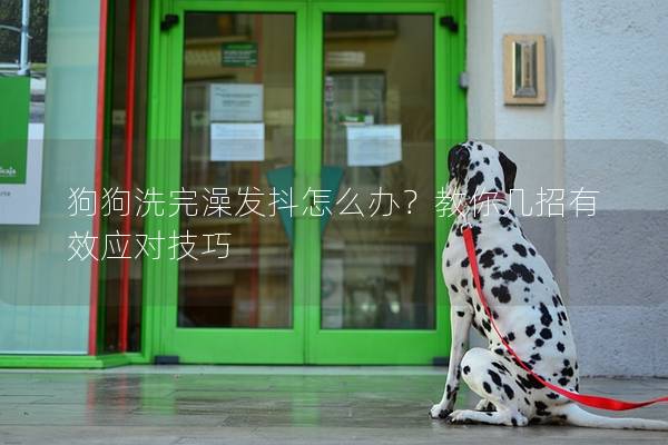 狗狗洗完澡发抖怎么办?教你几招有效应对技巧 狗狗洗完澡发抖怎么办?教你几招有效应对技巧