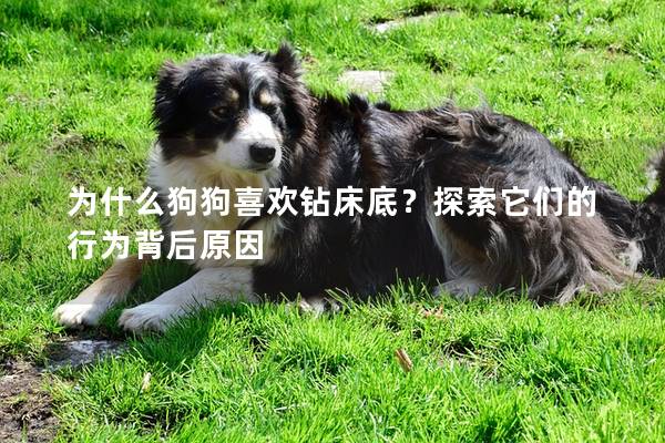 为什么狗狗喜欢钻床底？探索它们的行为背后原因