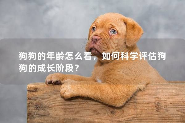 狗狗的年龄怎么看，如何科学评估狗狗的成长阶段？
