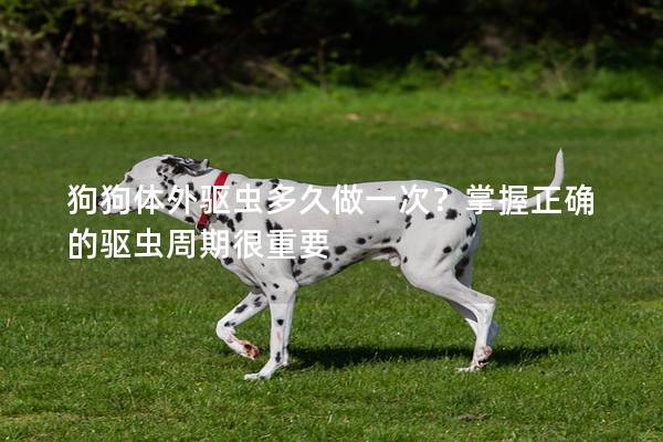 狗狗体外驱虫多久做一次？掌握正确的驱虫周期很重要