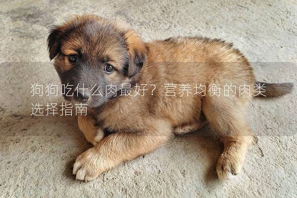 狗狗吃什么肉最好？营养均衡的肉类选择指南