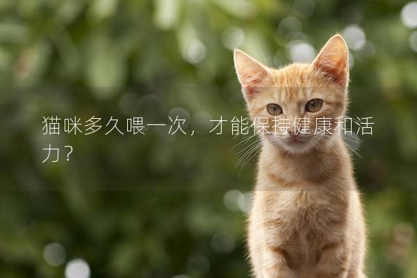 猫咪多久喂一次，才能保持健康和活力？