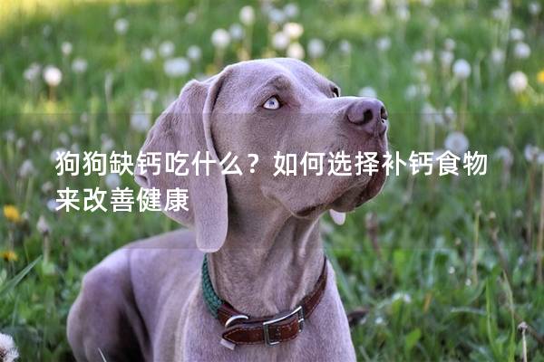 狗狗缺钙吃什么？如何选择补钙食物来改善健康