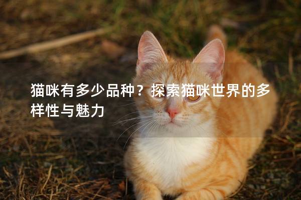 猫咪有多少品种？探索猫咪世界的多样性与魅力