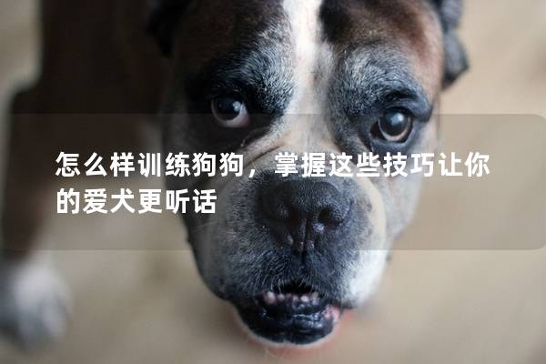 怎么样训练狗狗，掌握这些技巧让你的爱犬更听话