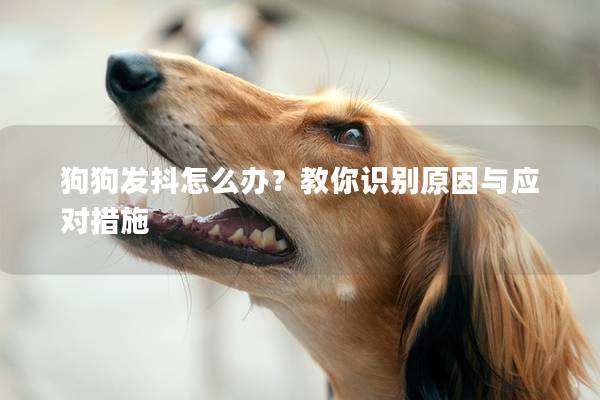 狗狗发抖怎么办?教你识别原因与应对措施 狗狗发抖怎么办?教你识别原因与应对措施