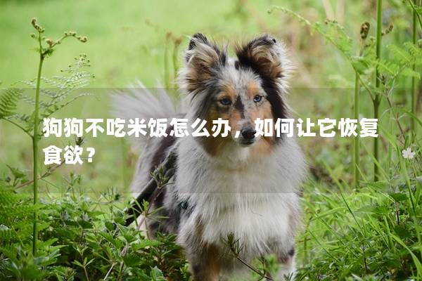 狗狗不吃米饭怎么办，如何让它恢复食欲？