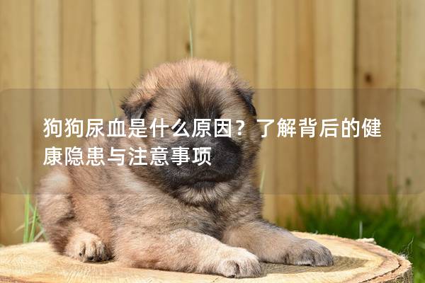 狗狗尿血是什么原因？了解背后的健康隐患与注意事项