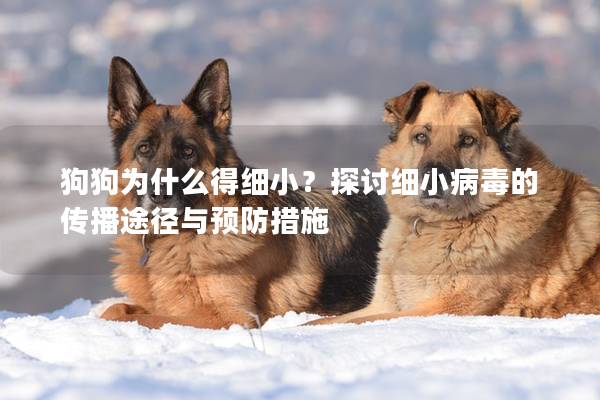 狗狗为什么得细小？探讨细小病毒的传播途径与预防措施