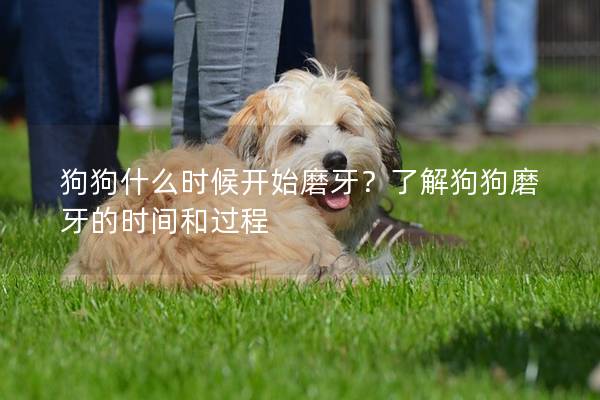 狗狗什么时候开始磨牙？了解狗狗磨牙的时间和过程